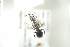  ( - BULAPI124)  @12 [ ] CreativeCommons - Attribution Non-Commercial Share-Alike (2017) Arnstein Staverlokk Norwegian Institute of Nature Research