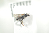  ( - BULAPI125)  @11 [ ] CreativeCommons - Attribution Non-Commercial Share-Alike (2017) Arnstein Staverlokk Norwegian Institute of Nature Research