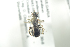  ( - BULAPI126)  @12 [ ] CreativeCommons - Attribution Non-Commercial Share-Alike (2017) Arnstein Staverlokk Norwegian Institute of Nature Research