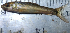  ( - B11_Nkhota kota)  @11 [ ] CreativeCommons - Attribution (2023) Mexford Chimwemwe Mulumpwa Lilongwe University of Agriculture and Natural Resources