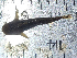  (Chiloglanis neumanni - C11_Nkhota kota)  @11 [ ] CreativeCommons - Attribution (2023) Mexford Chimwemwe Mulumpwa Lilongwe University of Agriculture and Natural Resources