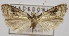  (Carposina scirrhosella - SDNU.ZT_22)  @11 [ ] No Rights Reserved (2022) Unspecified Shandong Normal University