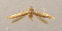 (Bucculatrix spinachristi - MM22875)  @12 [ ] CreativeCommons - Attribution Non-Commercial (2017) Zdenko Tokar private