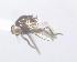  (Melanagromyza sp. Mit-2 - BUIC-DIP1535)  @11 [ ] CreativeCommons - Attribution Non-Commercial Share-Alike (2018) Jade Savage Bishop's University
