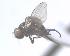  ( - BUIC-DIP1539)  @11 [ ] CreativeCommons - Attribution Non-Commercial Share-Alike (2018) Jade Savage Bishop's University
