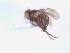  (Melanagromyza sp. Mit-7 - BUIC-DIP1624)  @11 [ ] CreativeCommons - Attribution Non-Commercial Share-Alike (2019) Jade Savage Bishop's University