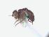  (Melanagromyza sp. Mit-12 - BUIC-DIP1631)  @11 [ ] CreativeCommons - Attribution Non-Commercial Share-Alike (2019) Jade Savage Bishop's University