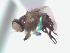  (Melanagromyza sp. Mit-14 - BUIC-DIP1633)  @11 [ ] CreativeCommons - Attribution Non-Commercial Share-Alike (2019) Jade Savage Bishop's University