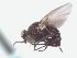  (Melanagromyza sp. Mit-15 - BUIC-DIP1634)  @11 [ ] CreativeCommons - Attribution Non-Commercial Share-Alike (2019) Jade Savage Bishop's University
