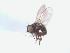  (Ophiomyia sp. Mit-1 - BUIC-DIP1636)  @11 [ ] CreativeCommons - Attribution Non-Commercial Share-Alike (2019) Jade Savage Bishop's University