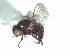  (Ophiomyia sp. Mit-12 - BUIC-DIP1649)  @11 [ ] CreativeCommons - Attribution Non-Commercial Share-Alike (2019) Jade Savage Bishop's University