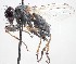  (Coenosia comita - BUIC-DIP1786)  @15 [ ] CreativeCommons - Attribution Non-Commercial Share-Alike (2019) Jade Savage Bishop's University