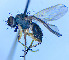  ( - BUIC-DIP1804)  @11 [ ] CreativeCommons - Attribution Non-Commercial Share-Alike (2020) Jade Savage Bishop's University