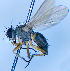  ( - BUIC-DIP1805)  @11 [ ] CreativeCommons - Attribution Non-Commercial Share-Alike (2020) Jade Savage Bishop's University