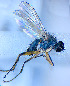  ( - BUIC-DIP1832)  @11 [ ] CreativeCommons - Attribution Non-Commercial Share-Alike (2020) Jade Savage Bishop's University