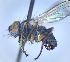  ( - BUIC-DIP1845)  @11 [ ] CreativeCommons - Attribution Non-Commercial Share-Alike (2020) Jade Savage Bishop's University