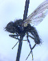  ( - BUIC-DIP1848)  @11 [ ] CreativeCommons - Attribution Non-Commercial Share-Alike (2020) Jade Savage Bishop's University