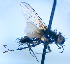  ( - BUIC-DIP1850)  @11 [ ] CreativeCommons - Attribution Non-Commercial Share-Alike (2020) Jade Savage Bishop's University