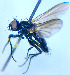  (Drymeia tetra - BUIC-DIP1882)  @11 [ ] CreativeCommons - Attribution Non-Commercial Share-Alike (2020) Jade Savage Bishop's University