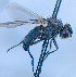  ( - BUIC-DIP1968)  @12 [ ] CreativeCommons - Attribution Non-Commercial Share-Alike (2020) Jade Savage Bishop's University
