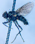  (Spilogona norvegica - BUIC-DIP1972)  @11 [ ] CreativeCommons - Attribution Non-Commercial Share-Alike (2020) Jade Savage Bishop's University