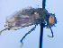  (Spilogona wrangeli - BUIC-DIP1980)  @11 [ ] CreativeCommons - Attribution Non-Commercial Share-Alike (2020) Jade Savage Bishop's University