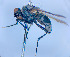  (Spilogona decolorata - BUIC-DIP1986)  @11 [ ] CreativeCommons - Attribution Non-Commercial Share-Alike (2020) Jade Savage Bishop's University