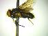  (Spilogona quinquesetosa - BUIC-DIP2172)  @11 [ ] by-nc-sa (2020) Jade Savage Bishop's University