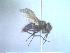  (Drymeia grandis - BUIC-DIP224)  @12 [ ] CreativeCommons - Attribution Non-Commercial Share-Alike (2015) Jade Savage Bishop's University