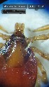  (Ixodes auritulus - BUIC-DIP2366)  @11 [ ] by-nc-sa (2023) Jade Savage Bishop's University