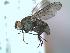  (Limnophora pulchriceps - BUIC-DIP481)  @11 [ ] CreativeCommons - Attribution Non-Commercial Share-Alike (2015) Jade Savage Bishop's University