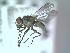  (Limnophora latevittata - BUIC-DIP511)  @13 [ ] CreativeCommons - Attribution Non-Commercial Share-Alike (2015) Jade Savage Bishop's University