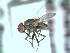  (Limnophora rufimana - BUIC-DIP518)  @14 [ ] CreativeCommons - Attribution Non-Commercial Share-Alike (2015) Jade Savage Bishop's University