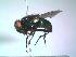  (Neomyia viridescens - BUIC-DIP549)  @12 [ ] CreativeCommons - Attribution Non-Commercial Share-Alike (2015) Jade Savage Bishop's University