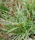  (Plantago atrata - SO107845)  @11 [ ] CreativeCommons  Attribution Non-Commercial Share-Alike (2020) Miroslava Zhiponova Sofia University