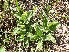  (Stachys scardica - SO108162)  @11 [ ] by-nc-nd  Unspecified Unspecified