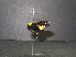  (Bombus pensylvanicus - BUMB0258)  @14 [ ] CreativeCommons - Attribution (2015) Unspecified El Colegio de la Frontera Sur