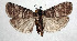  ( - NK2056)  @11 [ ] Copyright (2023) Natalia Kirichenko, Anton Efremenko Sukachev Institute of Forest SB RAS