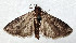 ( - NK2057)  @11 [ ] Copyright (2023) Natalia Kirichenko, Anton Efremenko Sukachev Institute of Forest SB RAS