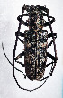  (Monochamus nitens - NK2120)  @11 [ ] Copyright (2023) Natalia Kirichenko, Anton Efremenko Sukachev Institute of Forest SB RAS