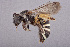  (Nomia tetrazonata - CCDB-34570 A02)  @11 [ ] CreativeCommons - Attribution (2020) Laurence Packer York University