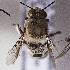  ( - CCDB-29935 A08)  @13 [ ] CreativeCommons - Attribution (2019) Laurence Packer York University