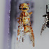  (Eumeninae sp - CCDB-29935 A10)  @11 [ ] CreativeCommons - Attribution (2019) Laurence Packer York University