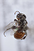  (Macrotera parkeri - CCDB-34570 C07)  @11 [ ] CreativeCommons - Attribution (2020) Laurence Packer York University