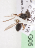  (Andrena sp2 - CCDB-15255-G05)  @11 [ ] CreativeCommons - Attribution Non-Commercial Share-Alike (2012) Packer Collection York University York University
