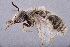  (Anthophorula pygmaea - CCDB-34570 D11)  @11 [ ] CreativeCommons - Attribution (2020) Laurence Packer York University