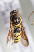  (Masarinae sp - CCDB-29935 E09)  @13 [ ] CreativeCommons - Attribution (2019) Laurence Packer York University