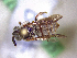  ( - CCDB-29937 F02)  @11 [ ] CreativeCommons - Attribution (2017) Laurence Packer York University