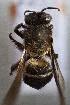  (Apis breviligua - CCDB-34570 F02)  @11 [ ] CreativeCommons - Attribution (2020) Laurence Packer York University