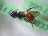  ( - CCDB-29937 F11)  @11 [ ] CreativeCommons - Attribution (2017) Laurence Packer York University